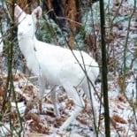 Se fotografía en Italia a una cría de corzo albino bautizado como "White Bambi"