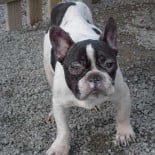 Empiezan a llegar bulldogs franceses a las protectoras