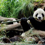 Los humanos fuimos una especie en peligro de extinción