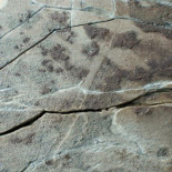Fósil de 565 millones de años, hallado en Canadá, podría ser la primera evidencia de vida animal