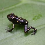 La rana que cambia de color de forma radical