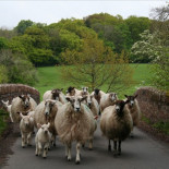 Ovejas, mezclando churras con merinas