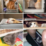 119 Maneras de organizar y almacenar a tus gatos