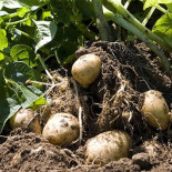 La CE aprueba por primera vez en 12 años un cultivo transgénico