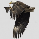 Foto del día de Telegraph: la caza del águila
