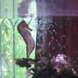 El nacimiento de cientos de caballitos de mar