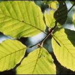 Científicos de China presentaron el diseño de una hoja artificial capaz de producir energía con la luz solar