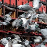 500 palomas mensajeras transportarán los resultados electorales en Cuba el próximo domingo