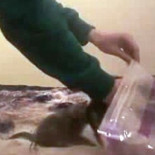 Buscan a un adolescente que aparece en un vídeo envasando gatos al vacío