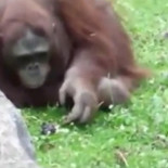 Visitantes del un zoo capturan como un orangután salva un pajarito de ahogarse [VÍDEO]