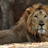 Planean un combate de un hombre contra un león (eng)