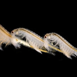 Por qué tener sexo con seres del futuro es una mala idea [En]