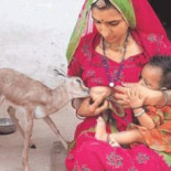 Mujer da el pecho a cervatillo huérfano