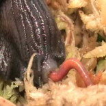 El ataque del caracol