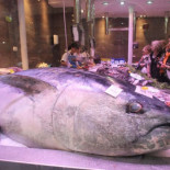 Sanidad recomienda que las embarazadas no coman atún ni emperador