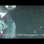 Nacimiento de 50.000 pulpos