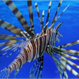 ¿No se puede eliminar una especie invasora? Intentemos comerla entonces... [EN]