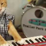 Como desactivar a un gato