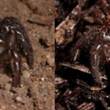 La sorprendente araña “tampón”