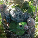 Por qué hablan los loros