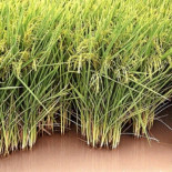 ¿Arroz transgénico en su paella?