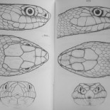 Cómo distinguir una culebra de una víbora