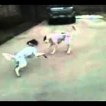 Perro finge su muerte mientras juega