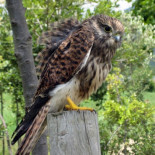 Qué hacer cuando te encuentras un pájaro plumado caído del nido