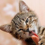 El curioso mundo de los gatos (50 curiosidades sobre los gatos)