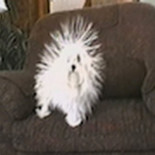 Electricidad estática y un perro