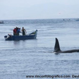 Guerra por el atún entre orcas y pescadores en el Estrecho de Gibraltar