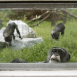 Atasco en la piscina