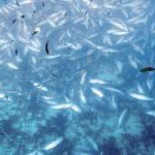 Un cementerio con miles de atunes