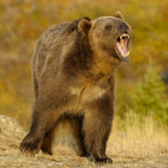 "¡Mamá, un oso me está devorando!" [ENG]