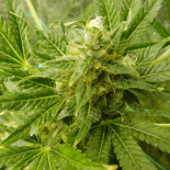 El genoma de la marihuana, secuenciado y publicado