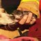 Un perro arriesga su vida para salvar a cuatro gatos de un incendio