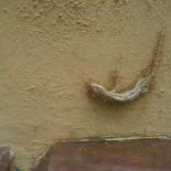 Hormigas levantan un geco muerto