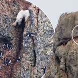 El oso que se atrevió a descender un acantilado