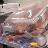 Esto es un corazón humano, vivo y latiendo, en una caja [ENG]