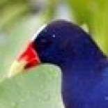 La Generalitat estudia reducir la población de polla azul