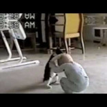 La pelea más dulce entre un bebé y un gato