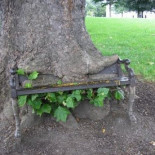 22 árboles que engullen cosas