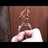 Una mantis religiosa pelea contra un pulgar