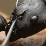 Interesantes macrofotografías de hormigas