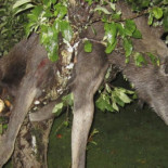 Un sueco encuentra un alce "borracho" en un manzano