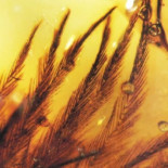 Protoplumas de dinosaurios atrapadas en ámbar de hace más de 70 millones de años
