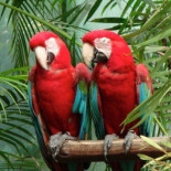 Loros y cacatúas escapadas del cautiverio enseñan a hablar a sus homólogos silvestres.(ENG)