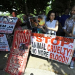 'Ahora nuestros esfuerzos son para prohibir los toros en toda España'