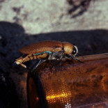 Escarabajos joya copulan con botellas de cerveza vacías al preferirlas a las hembras