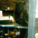 Oso ocupa una pizzeria y se come todas las pizzas [Eng]